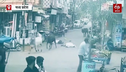 राजगढ़ में बीच बाजार में ऐसे लड़े दो सांड, जिंदगी की जंग हार गया एक बुजुर्ग