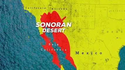 Introducing One of the Most Interesting Animals in the World