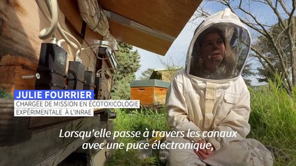Abeilles vs néonicotinoïdes: la science face au retour d'un pesticide controversé