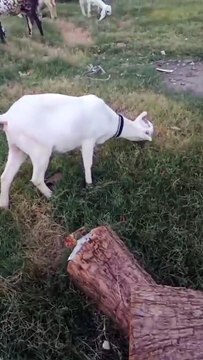 0333-5791449 Milk White 2 Tedi Goats/Original Breed 85000 for Both