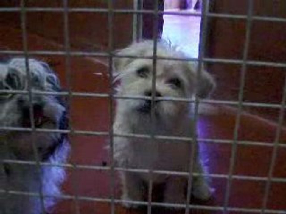 bichon et griffon