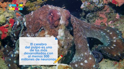 Ilustrando tu mente: Animales con cerebro de genio