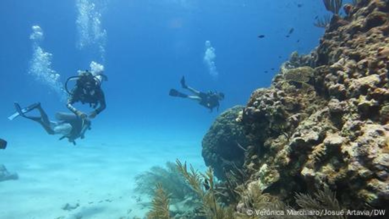 Restauradores de arrecifes: la reproducción sexual y asexual de los corales