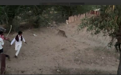 पैंथर ने किया हमला, दो जने जख्मी, तलाश में जुटी रेस्क्यू टीम