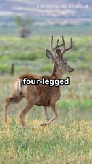 Deer of jungle_Hindi urdu_dubbed