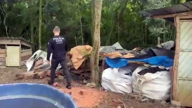 Operação policial prende três homens em flagrante por desmatamento ilegal na região da Pedreira Paulo Leminski