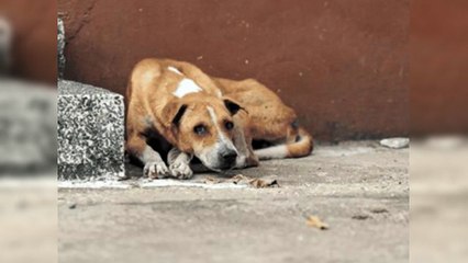 Envenenan perros en Santiago y en el Mirador Sur de la Capital