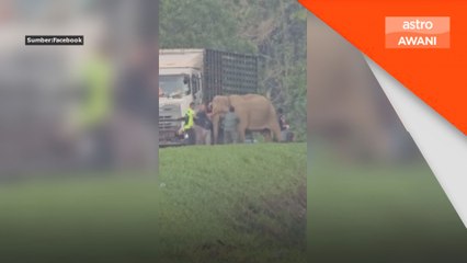 WWF-Malaysia gesa bina bonggol jalan di kawasan lintasan hidupan liar