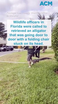 Curious gator knocks on doors with folding chair on head