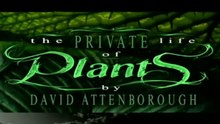 Sir David Attenborough - The Private Life Of Plants - Living Together