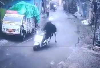 ext-Video: Toro se “roba” moto y huye a toda velocidad en la India-120525