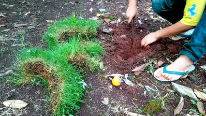 Menanam Rumput karpet jepang (Manila Grass) Lagi, halaman depan by Diary Rumahan