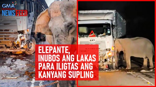 Elepante, inubos ang lakas para iligtas ang kanyang supling | GMA Integrated Newsfeed