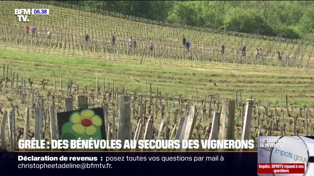 Des bénévoles viennent en aide aux vignerons victimes de la grêle