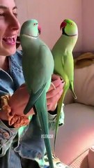 🐦✨ Step into the world of endless fun with our charming parrots! 🦜