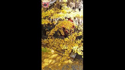 The Lawyer's Heartbreak FULL Movie