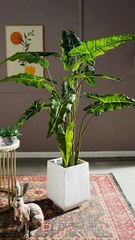 Cây Khoai Nước – Điểm Nhấn Xanh Cho Quán Cafe & Nhà Ở Hiện Đại