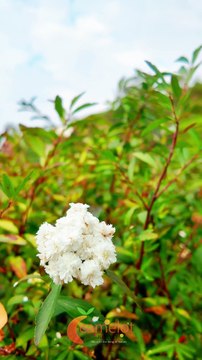 Luxury resorts in Munnar - Resorts in Munnar