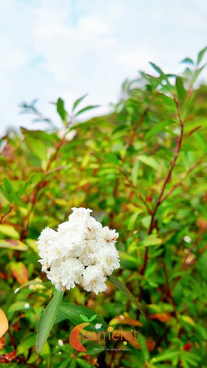 Luxury resorts in Munnar - Resorts in Munnar