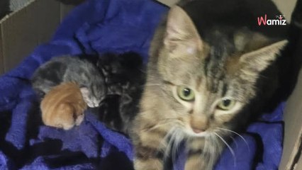 Ses voisins déménagent : après leur départ, elle découvre leur chatte et des chatons dans un carton dans le sous-sol