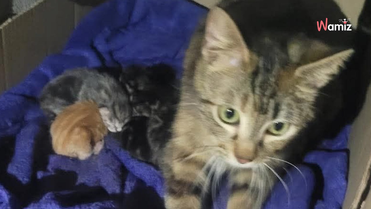 Ses voisins déménagent : après leur départ, elle découvre leur chatte et des chatons dans un carton dans le sous-sol