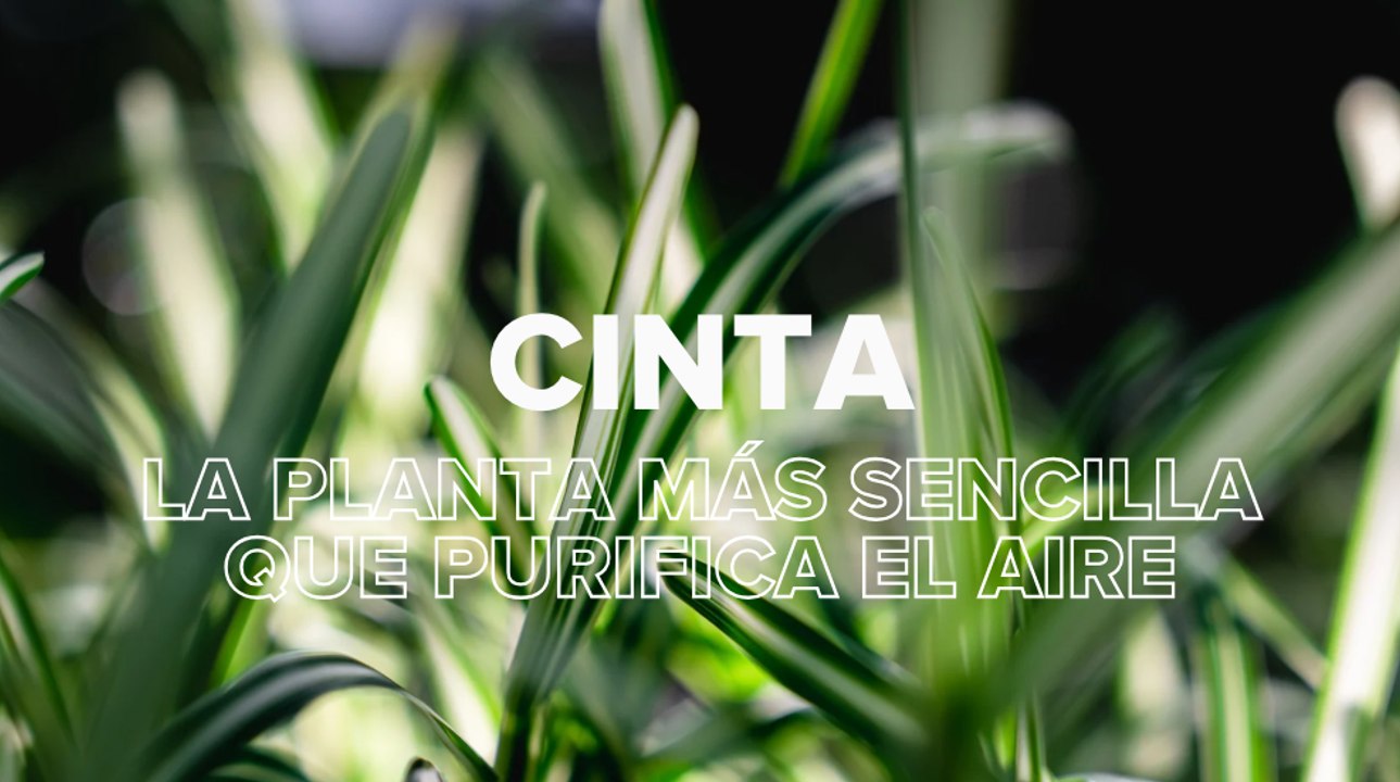 Cinta: la planta más sencilla que purifica el aire