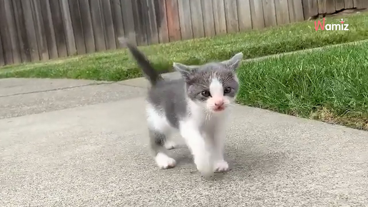 Kleines Kätzchen verfolgt jungen Mann bis nach Hause: Hätte es nur vorher Bescheid gewusst ...