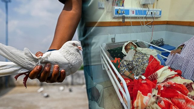 Lung Disease In Karachi: Pakistan की हवा में फैली बीमारी Bird Fancier’s Lung Symptoms & Risk क्या है