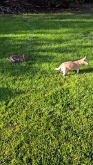 Our Chihuahua had an interesting interaction today