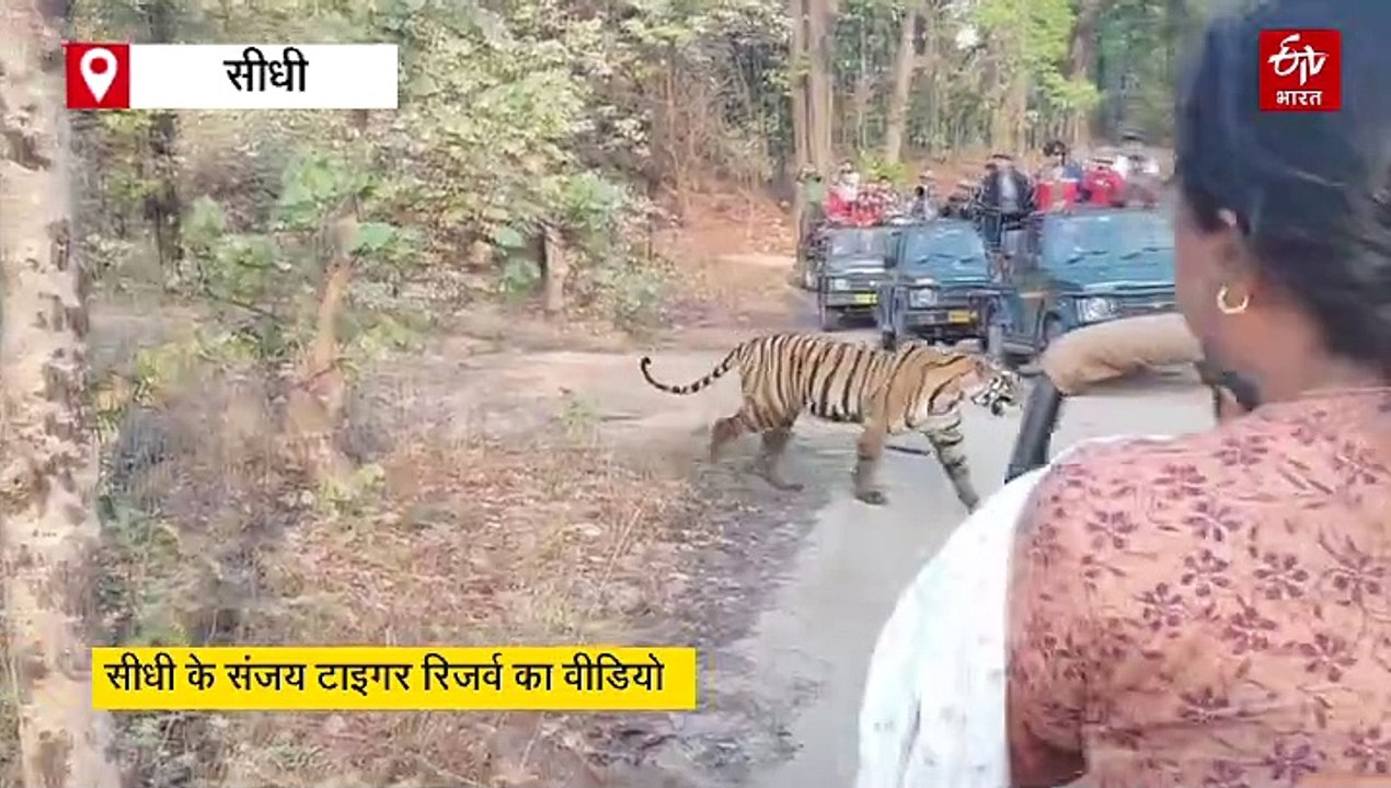 संजय टाइगर रिजर्व में बाघों का संगम, पर्यटकों के नजदीक से गुजरे टाइगर
