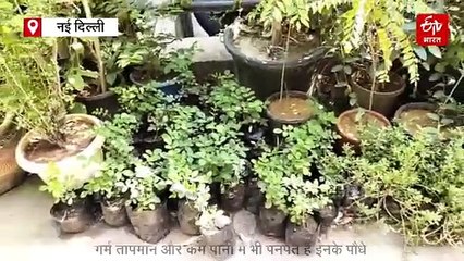 गर्मियों में हरी-भरी रहेगी आपकी बगिया, लगा लें ये खूबसूरत और खुशबूदार पौधे