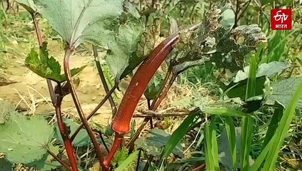 27 बीमारियों में फायदेमंद है लाल भिंडी, दिल की बीमारी का खतरा होता है कम