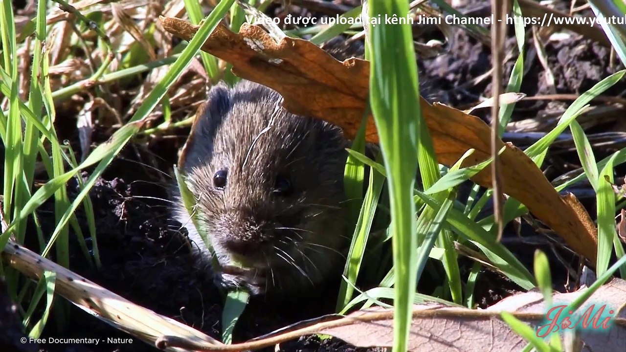 Kestrel Kẻ Bất Động Lưng Chừng Trời Và Kẻ Thù Không Đội Trời Chung Với Cú Trong Mùa Sinh Sản