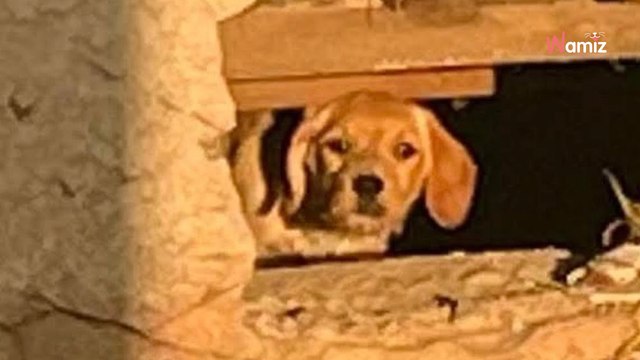 Une ombre rôde sur le chantier : elle est prise de frissons en découvrant la petite forme sans défense (vidéo)