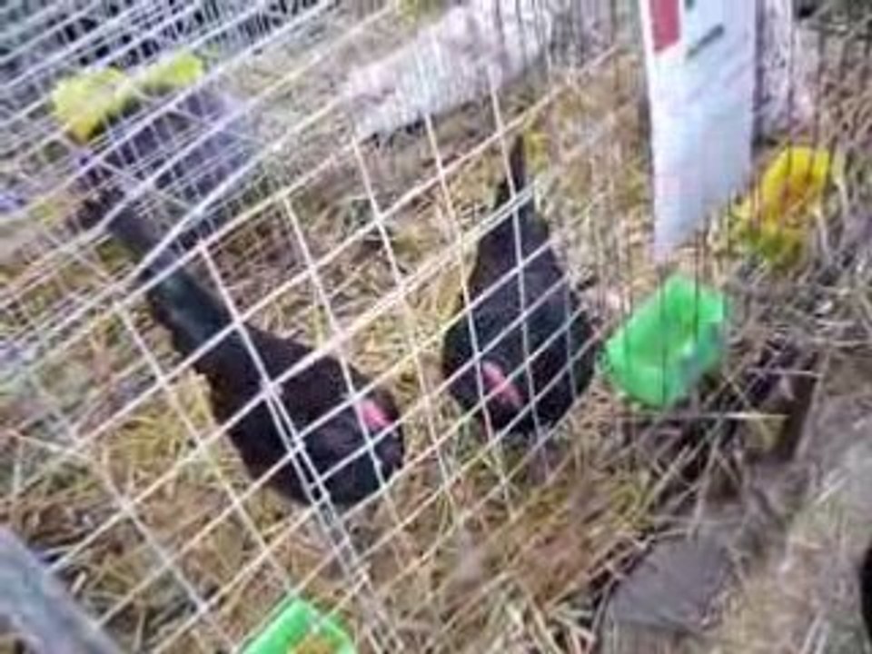Poule si fun =)