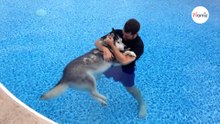 Mete a su husky con parálisis en la piscina: la escena emociona a todo Internet (VÍDEO)