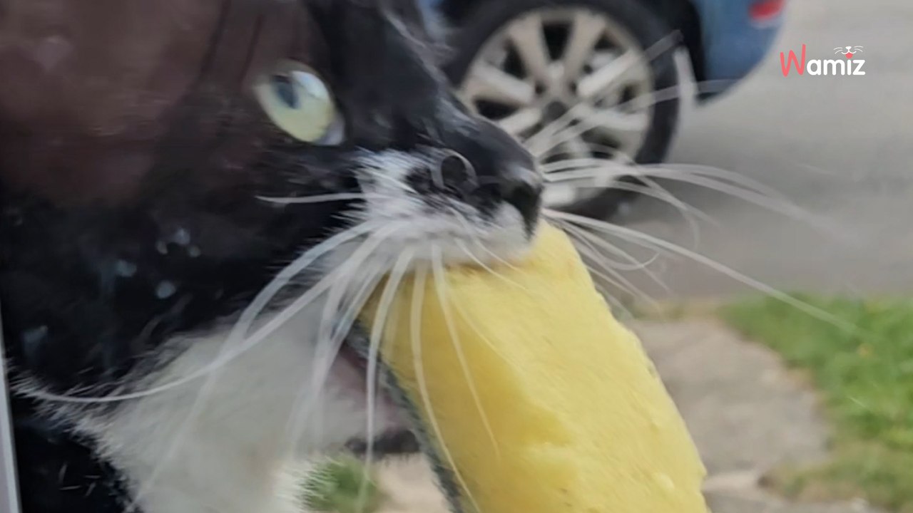 Cat’s unusual ‘gifts’ leave viewers in stitches and it’s not what you might think