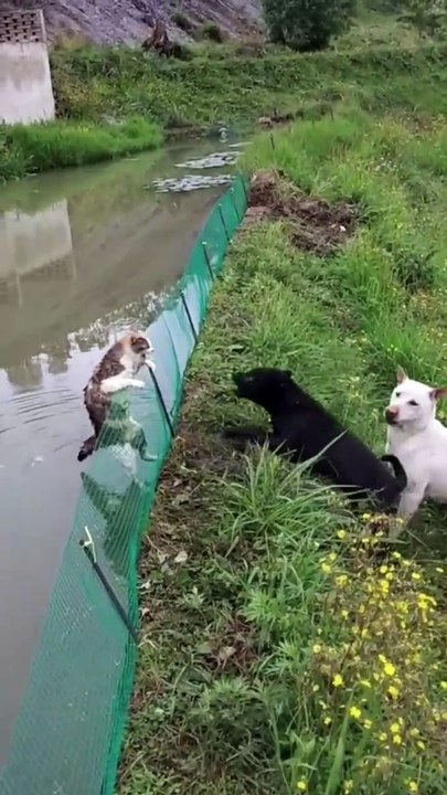 Animals new viral funny video 📸🤣🤣 animals lover 😍#animals fun 😎😊##shorts #shortvideos #viralvideos #viralshorts #funnyvideos #animals #animakslove #comedy