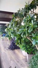 Buy famous Garden Pots in Sereno