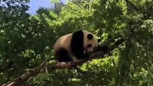 The daily life of pandas 🐼(92)   #Panda #Lovely