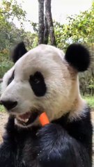 The daily life of pandas 🐼(91)   #Panda #Lovely