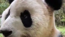 The daily life of pandas 🐼(91)   #Panda #Lovely