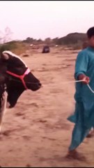Cow Walk 🥰#cow #vlog #youtubeshorts #funny