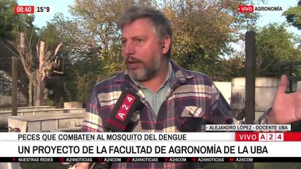 🐟 PECES QUE COMBATEN AL MOSQUITO DEL DENGUE: UN PROYECTO DE LA FACULTAD DE AGRONOMÍA 🐟🦟