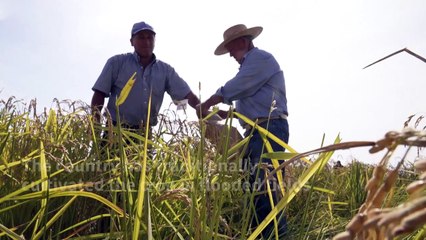 How a new strain of rice is offering hope in drought-stricken Chile