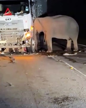 Les images déchirantes d'une maman éléphant, en deuil après que son petit a été percuté par un camion !