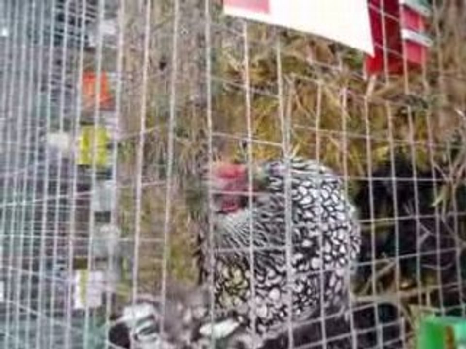 Poule fun