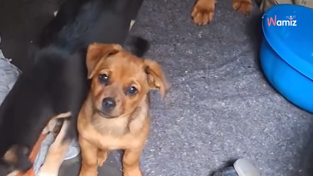 Nice : après des mois d'enquête, 19 chiens drogués et utilisés à des fins de mendicité ont été saisis dans un camp