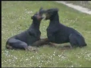 Urka rea jardin mai 2008