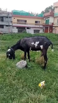 0333-5791449 Beetal Goat with Kid/Rawalpindi